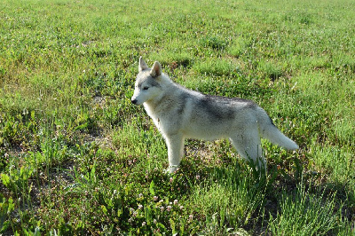 Bcbg Belle Carrure Belle Gueule - Siberian Husky - Portée née le 07/01/2022