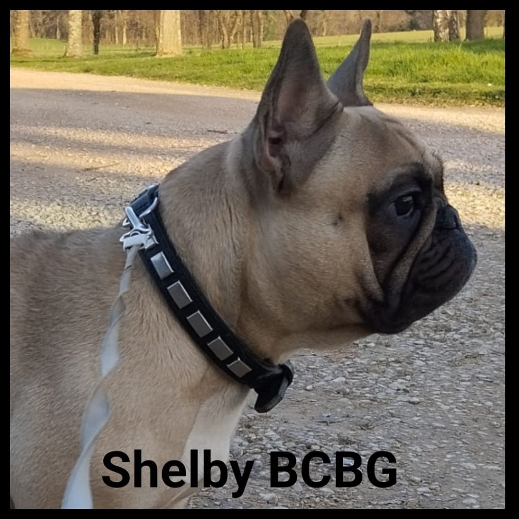 Shelby Bcbg Belle Carrure Belle Gueule
