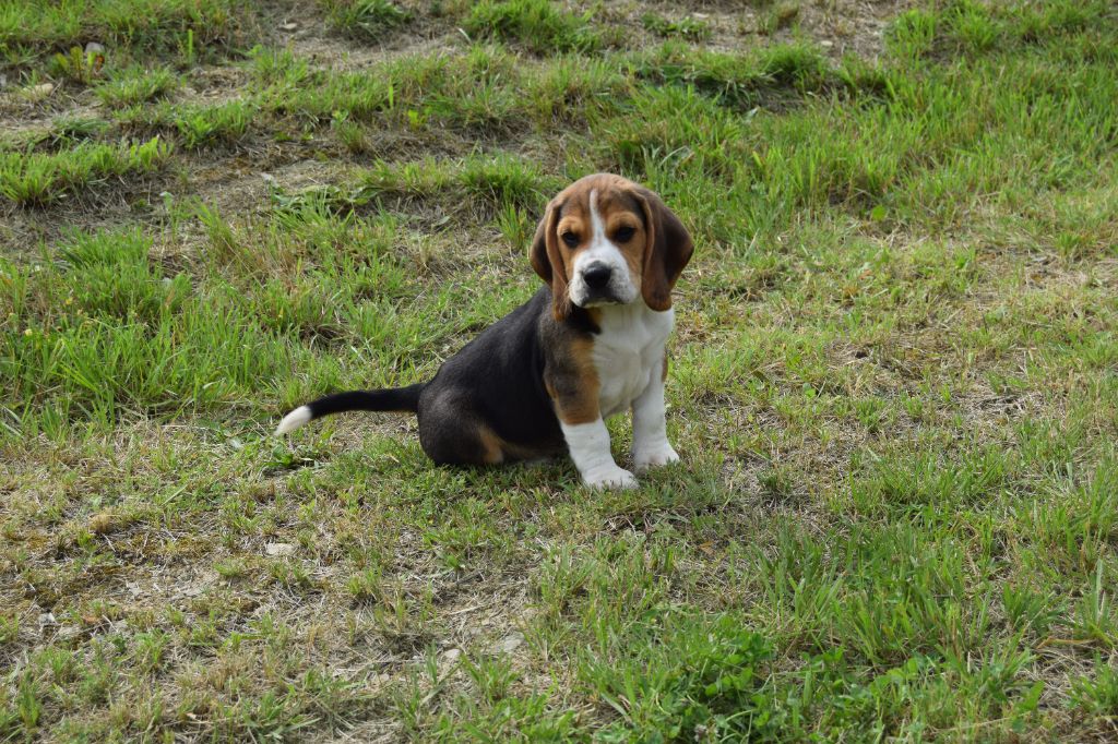 Bcbg Belle Carrure Belle Gueule - Séance extérieure pour les chiots de Skoll