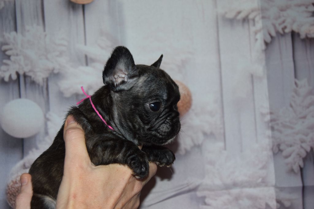 chiot Bouledogue français Bcbg Belle Carrure Belle Gueule