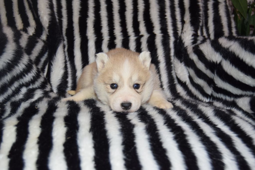 Bcbg Belle Carrure Belle Gueule - Chiot disponible  - Siberian Husky