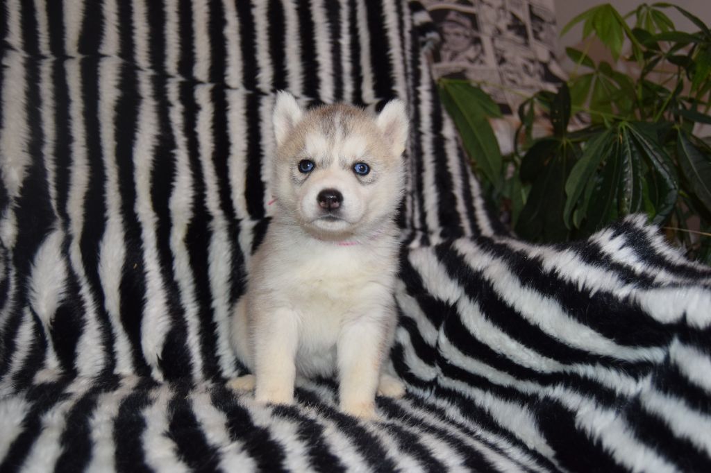 Bcbg Belle Carrure Belle Gueule - Chiot disponible  - Siberian Husky