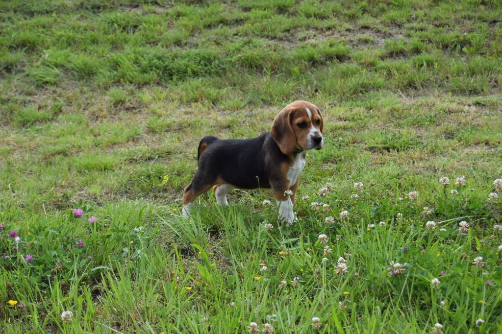 Bcbg Belle Carrure Belle Gueule - Chiot disponible  - Beagle