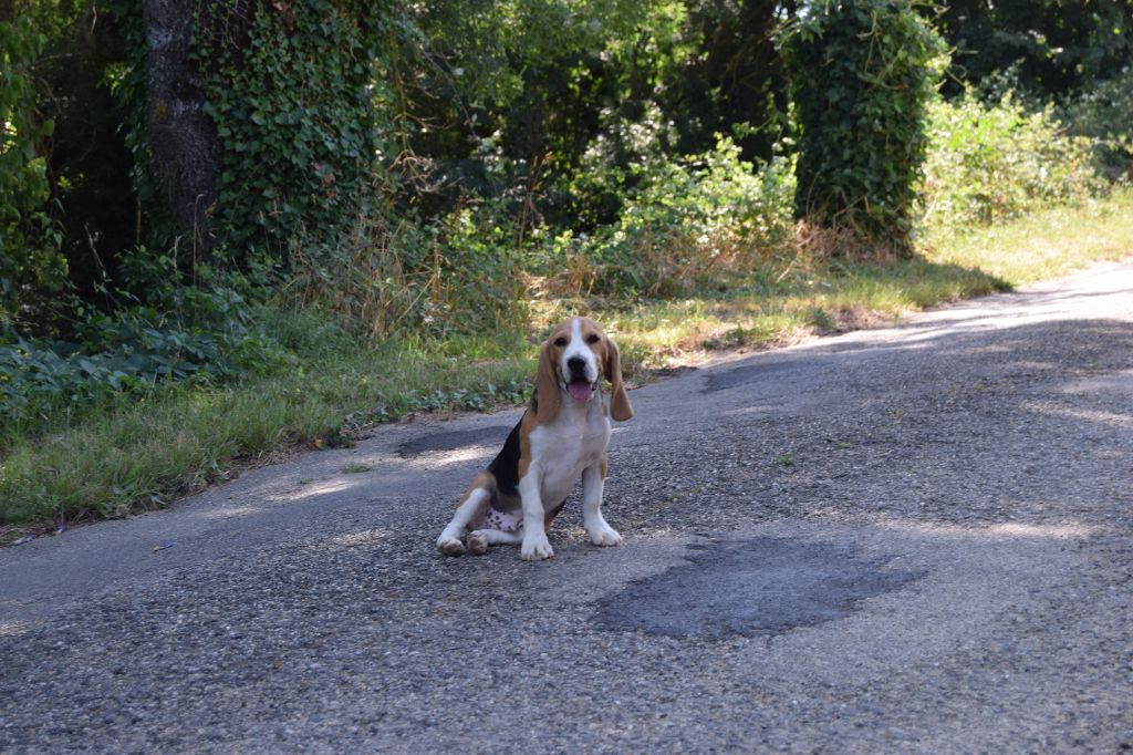 Bcbg Belle Carrure Belle Gueule - Chiot disponible  - Beagle