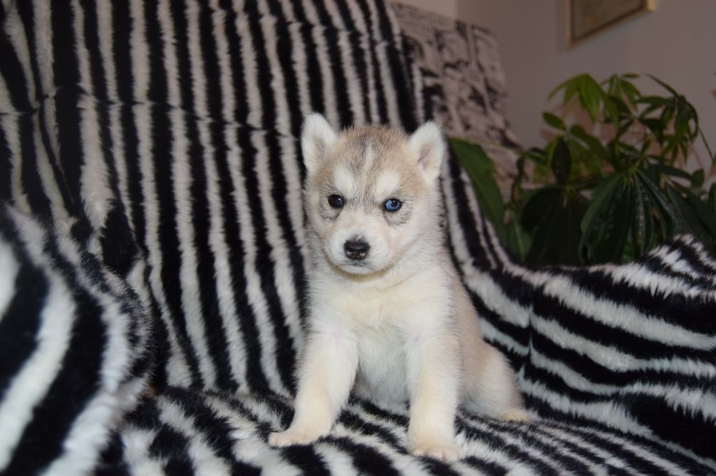 Bcbg Belle Carrure Belle Gueule - Chiot disponible  - Siberian Husky