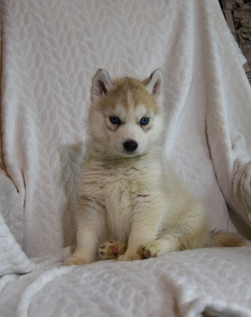 Bcbg Belle Carrure Belle Gueule - Chiot disponible  - Siberian Husky