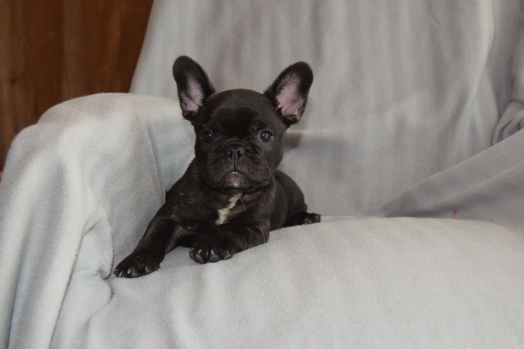 chiot Bouledogue français Bcbg Belle Carrure Belle Gueule