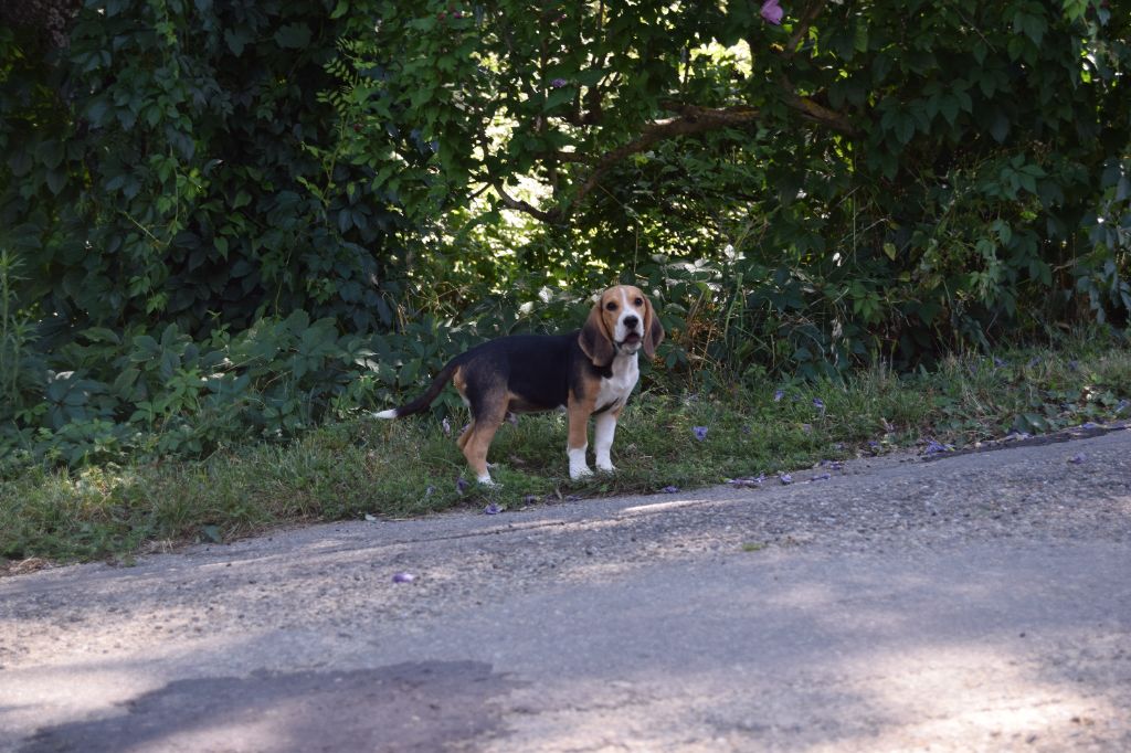 Bcbg Belle Carrure Belle Gueule - Chiot disponible  - Beagle