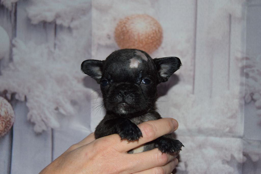 Bcbg Belle Carrure Belle Gueule - Chiot disponible  - Bouledogue français