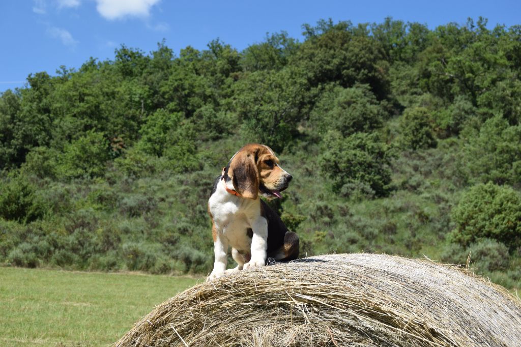 Bcbg Belle Carrure Belle Gueule - Chiot disponible  - Beagle