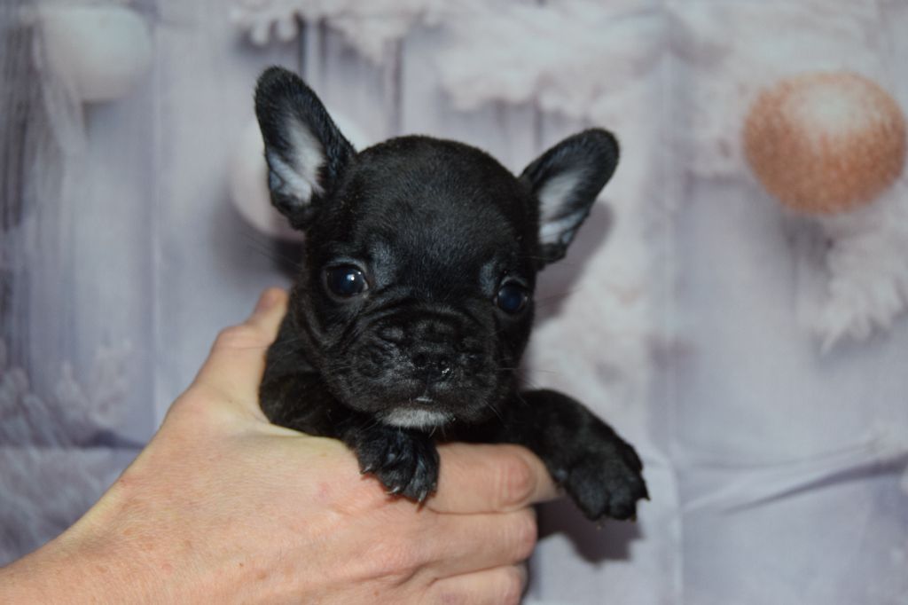 Bcbg Belle Carrure Belle Gueule - Chiot disponible  - Bouledogue français