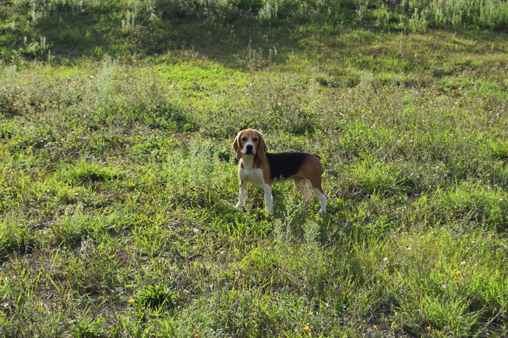 chiot Beagle Bcbg Belle Carrure Belle Gueule