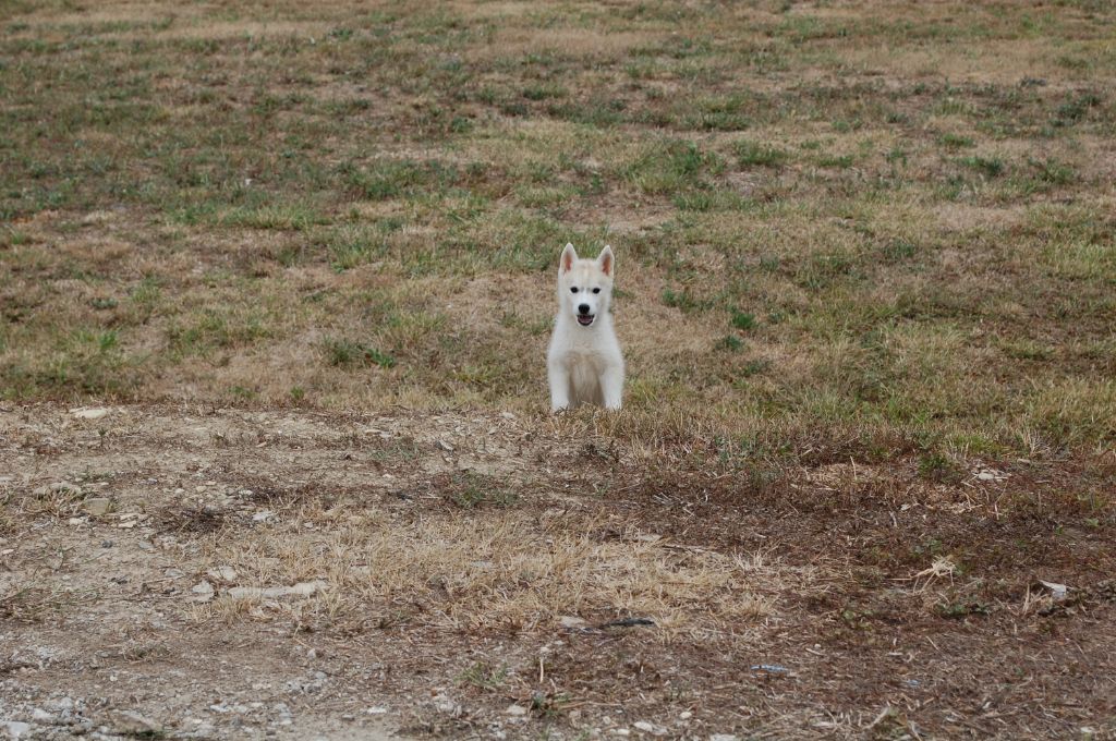 Bcbg Belle Carrure Belle Gueule - Siberian Husky - Portée née le 06/06/2020