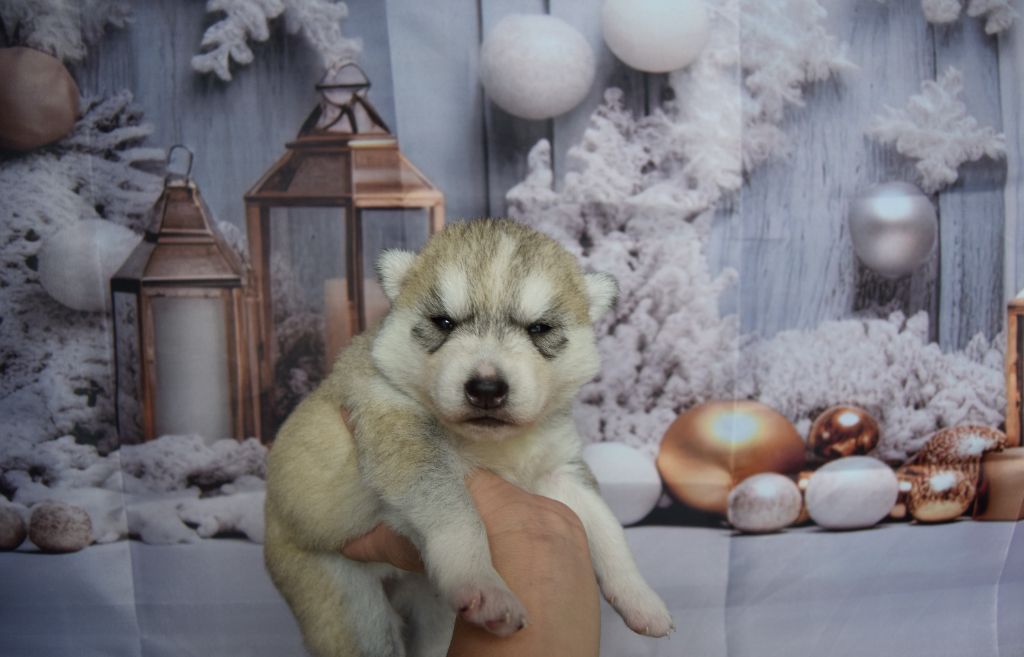 Bcbg Belle Carrure Belle Gueule - Chiot disponible  - Siberian Husky