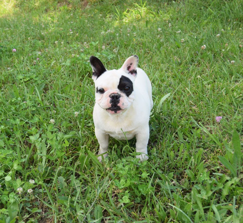 chiot Bouledogue français Bcbg Belle Carrure Belle Gueule