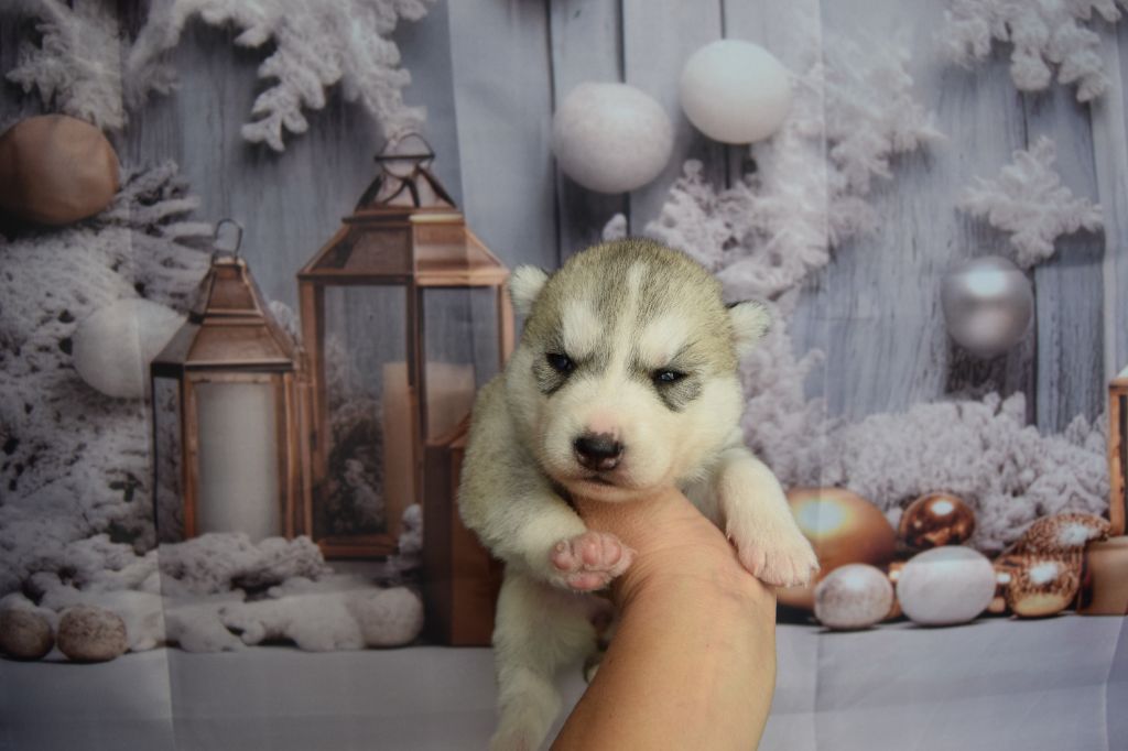 Bcbg Belle Carrure Belle Gueule - Chiot disponible  - Siberian Husky