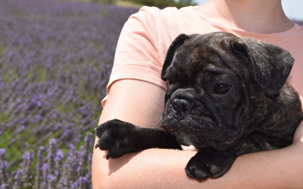 chiot Bouledogue français Bcbg Belle Carrure Belle Gueule