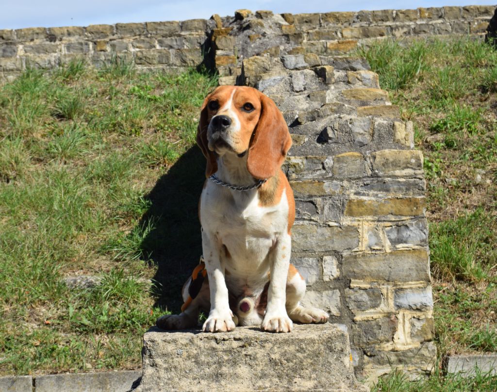 chiot Beagle Bcbg Belle Carrure Belle Gueule