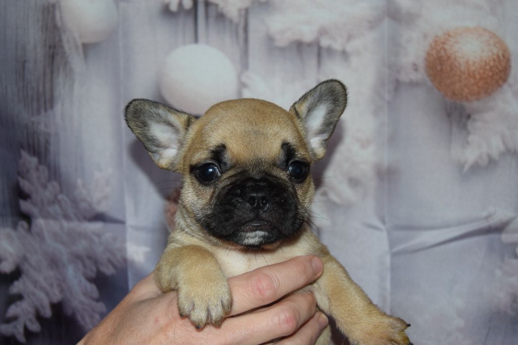 Bcbg Belle Carrure Belle Gueule - Chiot disponible  - Bouledogue français