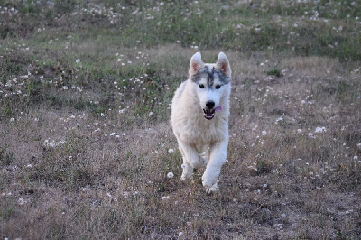 Bcbg Belle Carrure Belle Gueule - Siberian Husky - Portée née le 09/01/2022