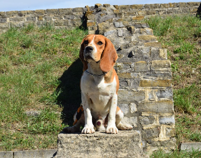 Bcbg Belle Carrure Belle Gueule - Beagle - Portée née le 21/03/2023