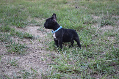 Un jour en France Mâle bringé collier bleu