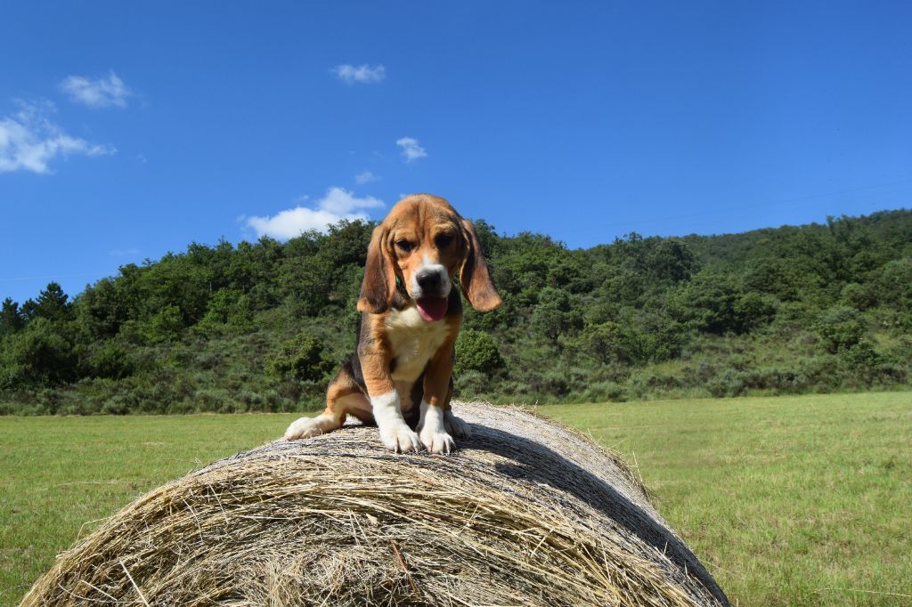 Bcbg Belle Carrure Belle Gueule - Chiot disponible  - Beagle