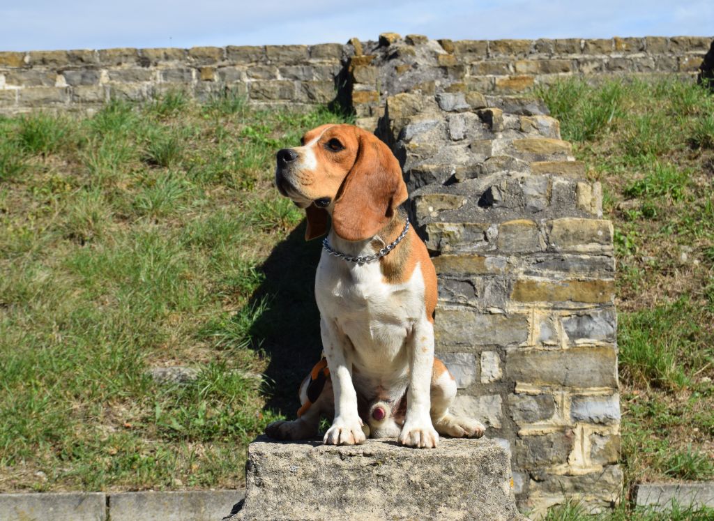 Bcbg Belle Carrure Belle Gueule - Chiot disponible  - Beagle