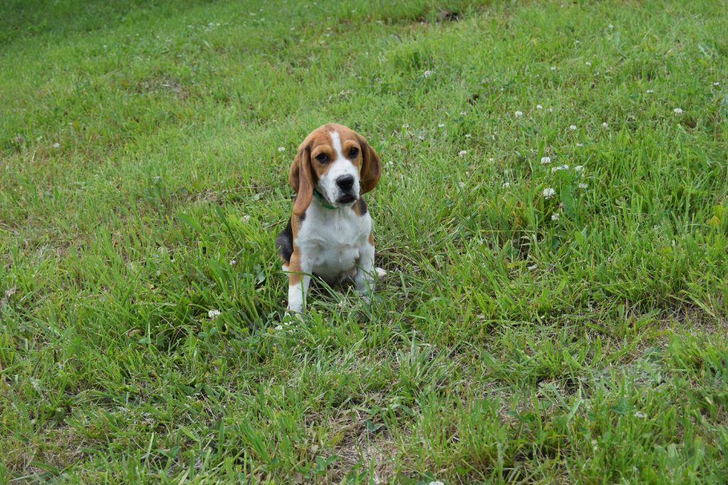 Bcbg Belle Carrure Belle Gueule - Chiot disponible  - Beagle