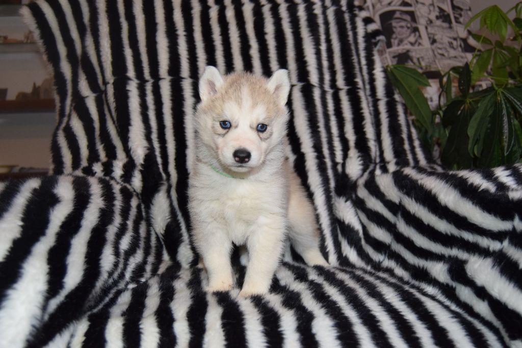 Bcbg Belle Carrure Belle Gueule - Chiot disponible  - Siberian Husky