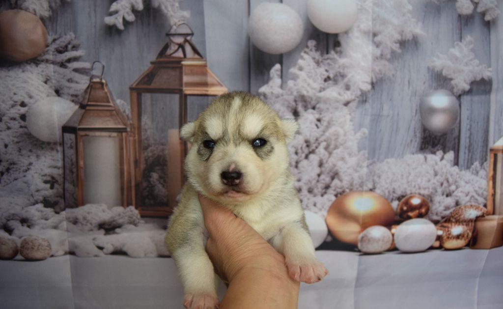 Bcbg Belle Carrure Belle Gueule - Chiot disponible  - Siberian Husky