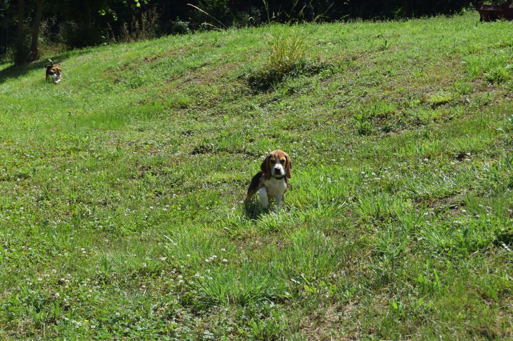 Bcbg Belle Carrure Belle Gueule - Chiot disponible  - Beagle