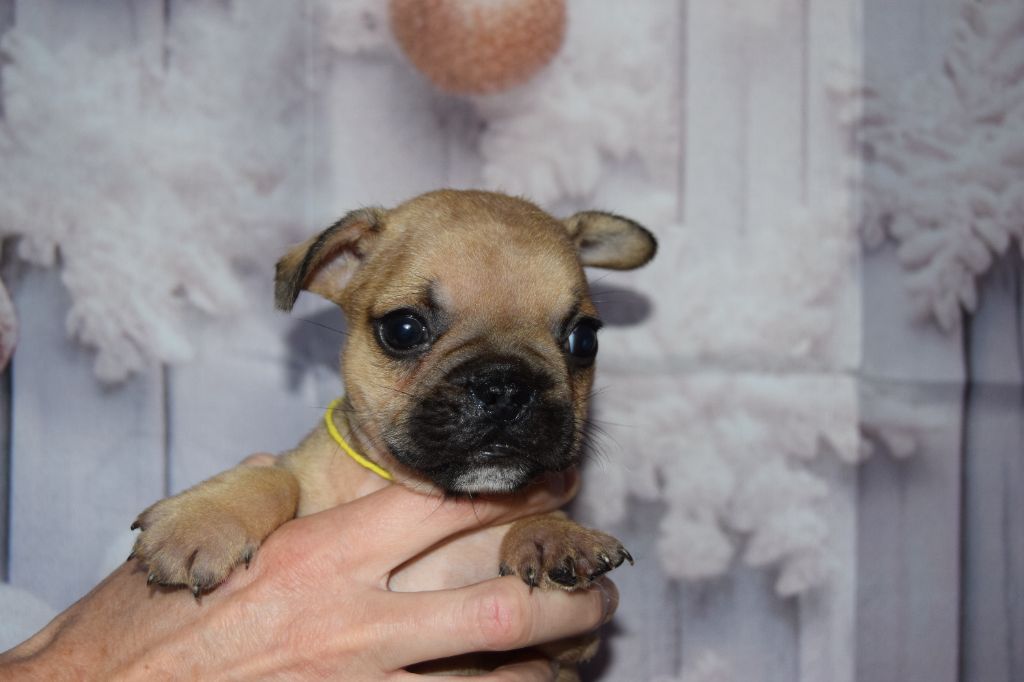 Bcbg Belle Carrure Belle Gueule - Chiot disponible  - Bouledogue français