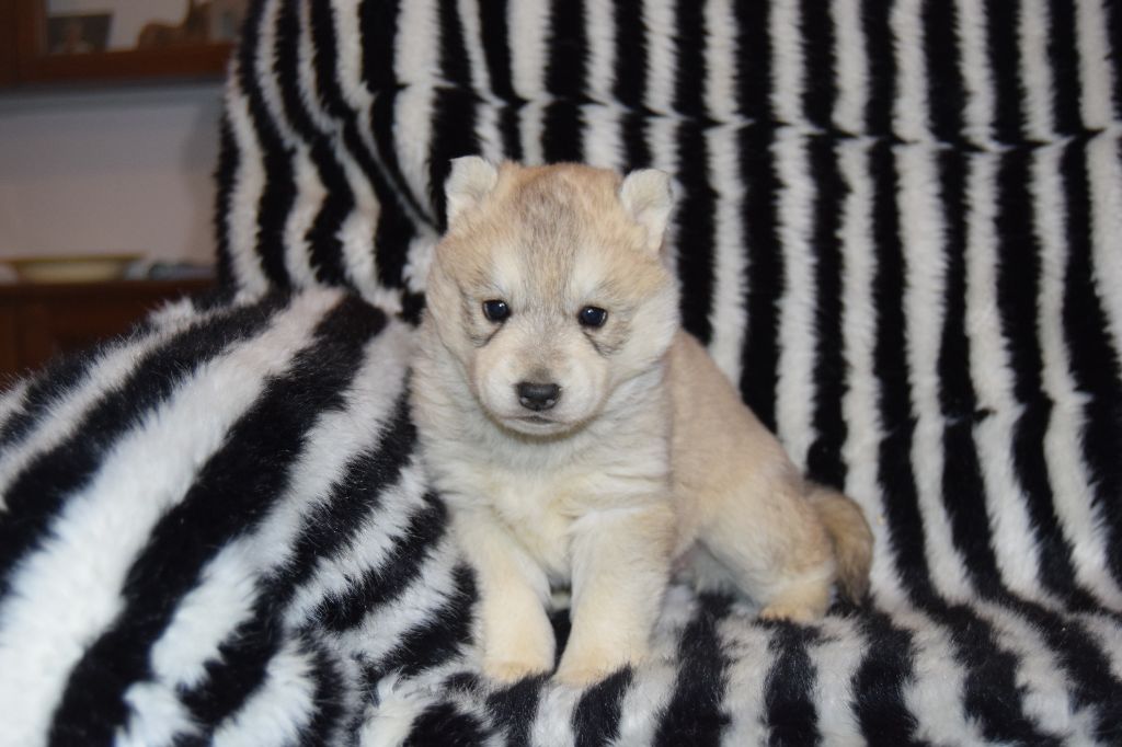 Bcbg Belle Carrure Belle Gueule - Chiot disponible  - Siberian Husky