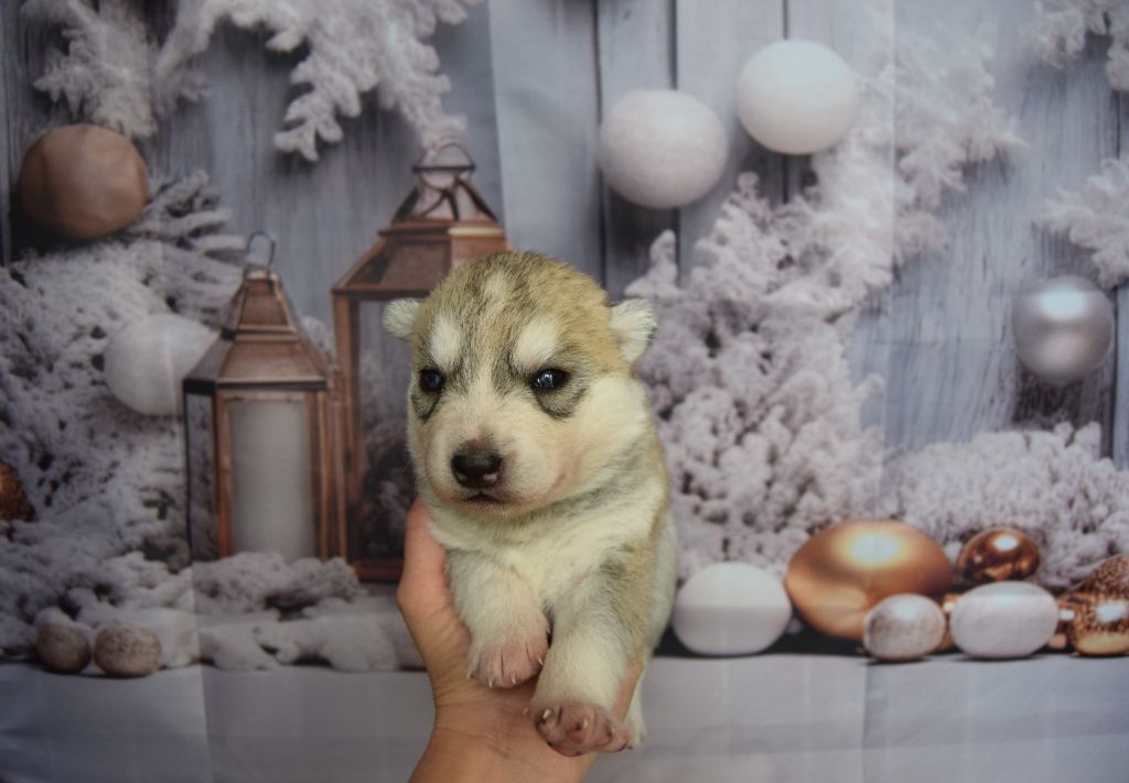 Bcbg Belle Carrure Belle Gueule - Chiot disponible  - Siberian Husky