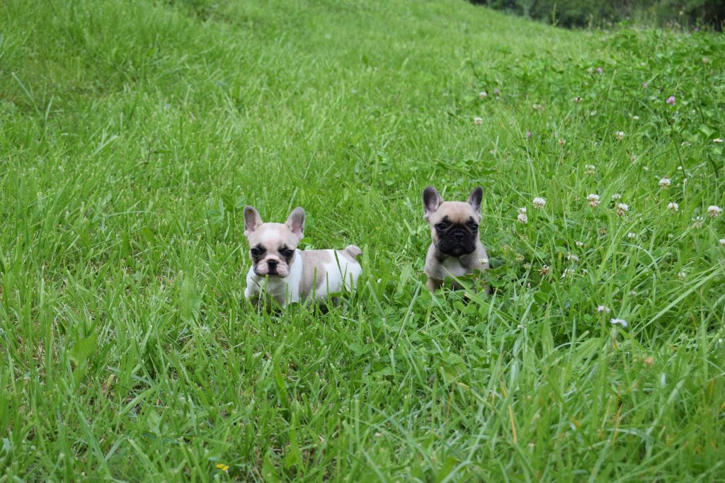 chiot Bouledogue français Bcbg Belle Carrure Belle Gueule