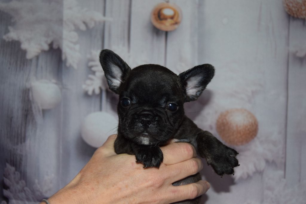 Bcbg Belle Carrure Belle Gueule - Chiot disponible  - Bouledogue français