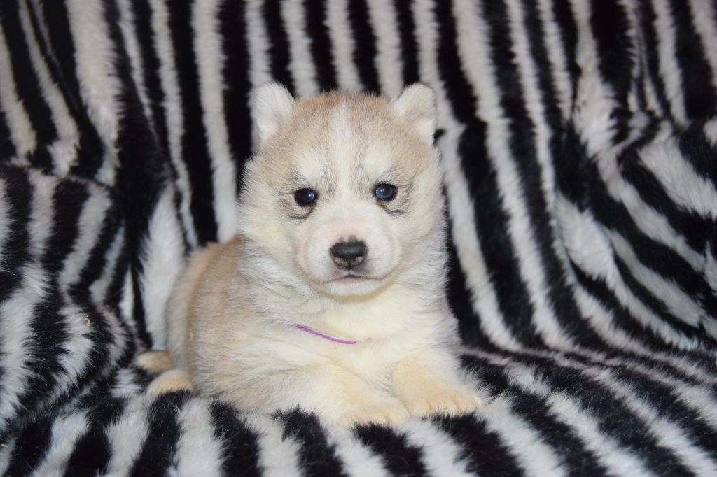 Bcbg Belle Carrure Belle Gueule - Chiot disponible  - Siberian Husky