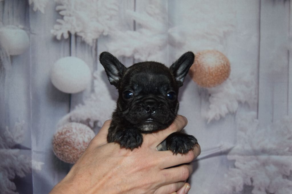 Bcbg Belle Carrure Belle Gueule - Chiot disponible  - Bouledogue français