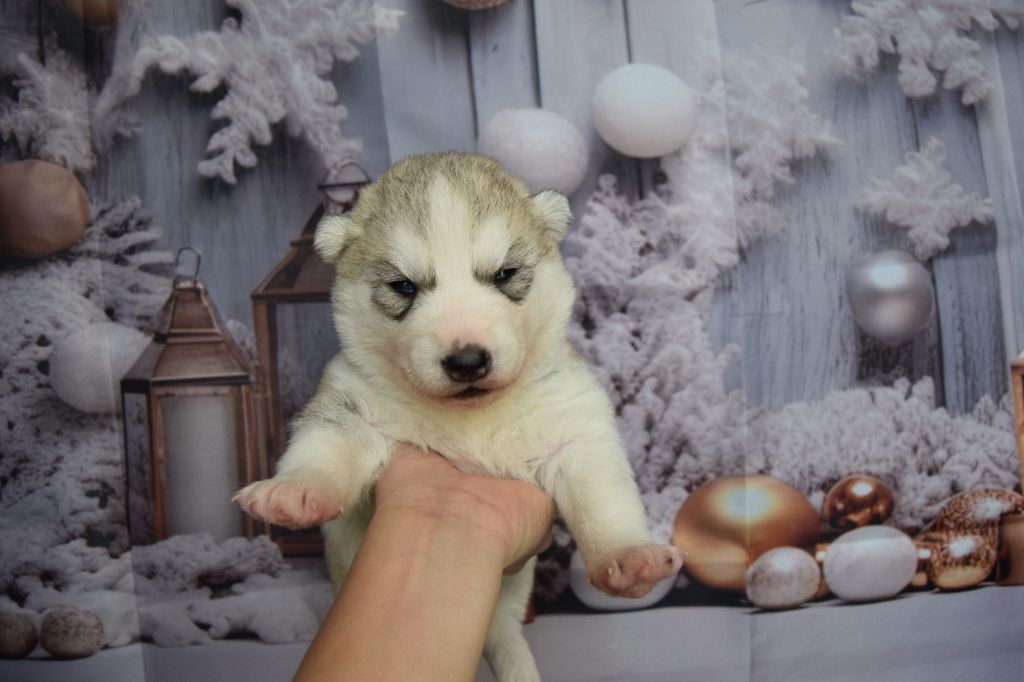 Bcbg Belle Carrure Belle Gueule - Chiot disponible  - Siberian Husky