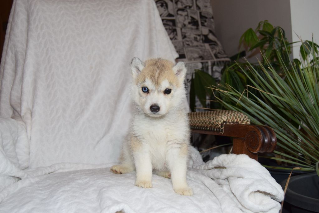 Bcbg Belle Carrure Belle Gueule - Chiot disponible  - Siberian Husky