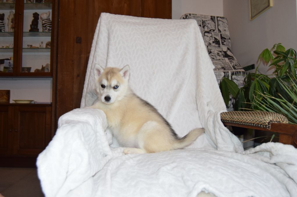 Bcbg Belle Carrure Belle Gueule - Chiot disponible  - Siberian Husky