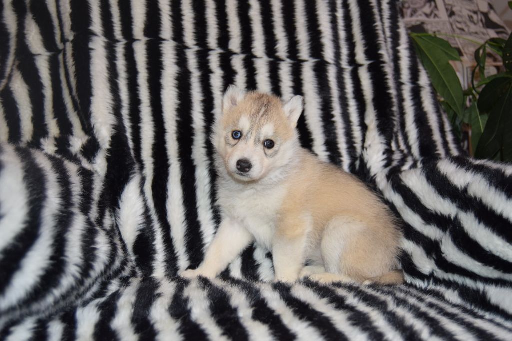 Bcbg Belle Carrure Belle Gueule - Chiot disponible  - Siberian Husky