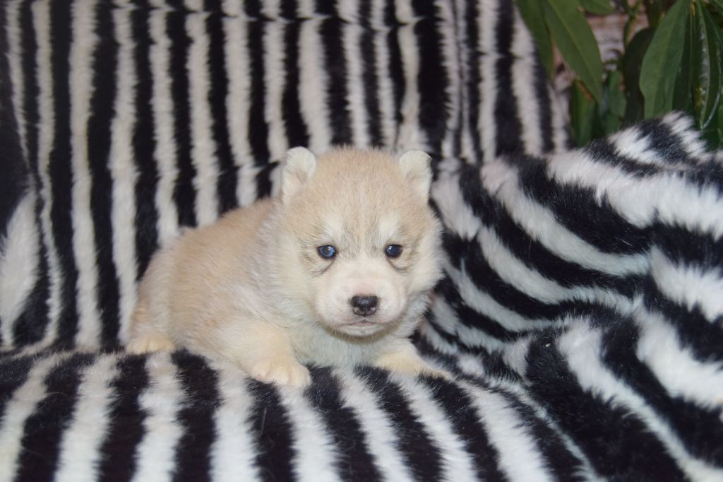 Bcbg Belle Carrure Belle Gueule - Chiot disponible  - Siberian Husky