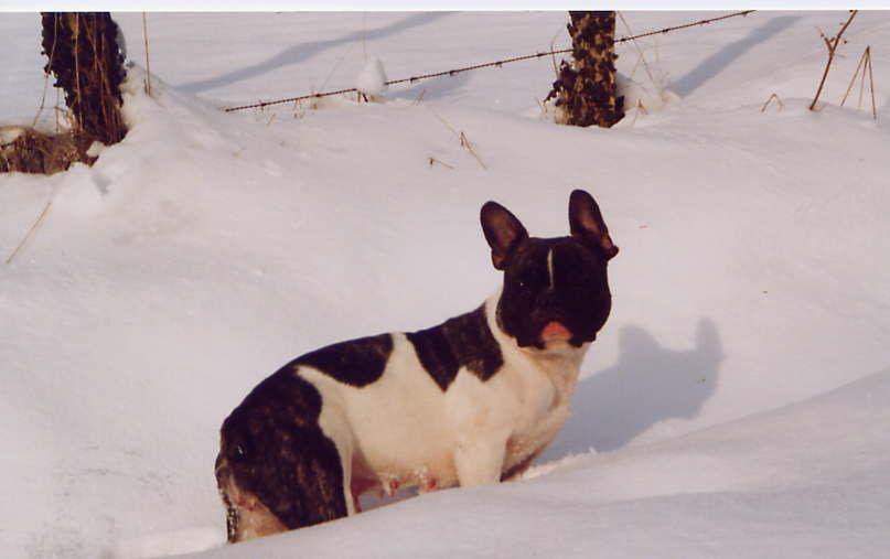 Roxane (Sans Affixe)