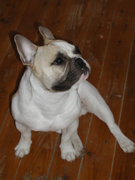 Alphonse brown Bcbg Belle Carrure Belle Gueule