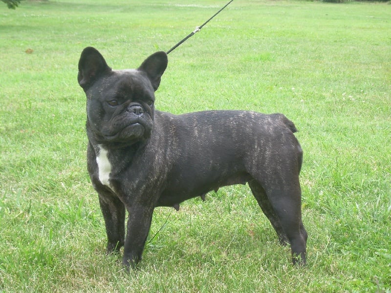 Vulkane de la Pointe de l'Arcalod