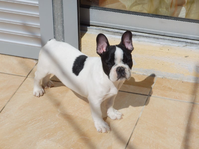 Black beauty Bcbg Belle Carrure Belle Gueule