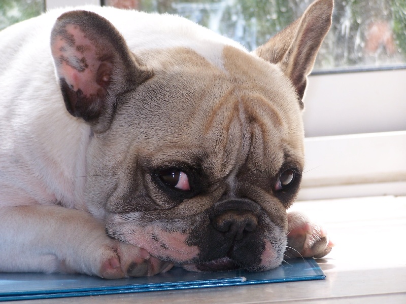 Bohemian rhapsody Bcbg Belle Carrure Belle Gueule