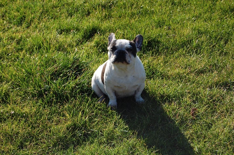 Cuddly intelligent amazing dite c.i.a. Bcbg Belle Carrure Belle Gueule